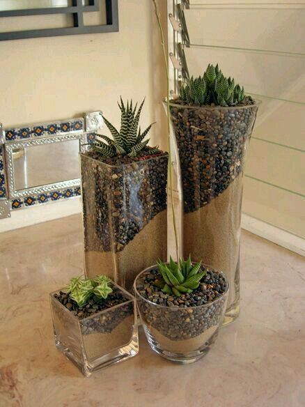 نباتات منزلية, Succulent Soil, Succulent Gardening, Succulent Terrarium, Indoor Gardening, Succulent Arrangements, Cactus Y Suculentas, Cactus Garden, Garden Care