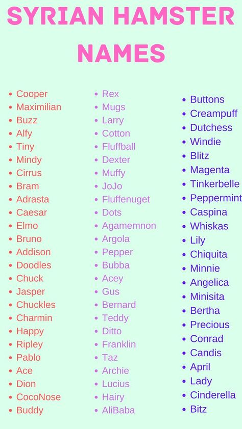 Syrian Hamster Names, Cute Names For Hamsters, Pig Names Ideas, Cute Bunny Names List, Hamster Names Ideas, Rabbit Names Ideas, Guinea Pig Names, Rpg Names, Hamster Ideas