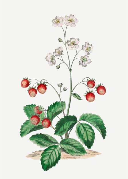 Strawberry vector vintage botanical art ... | Free Vector #Freepik #freevector #flower #vintage #floral #tree Strawberry Botanical, Vintage Floral Pattern Wallpaper, Strawberry Vector, Strawberry Watercolor, Watercolor Peacock, Strawberry Plant, Line Art Flowers, Floral Pattern Wallpaper, Floral Cards Design