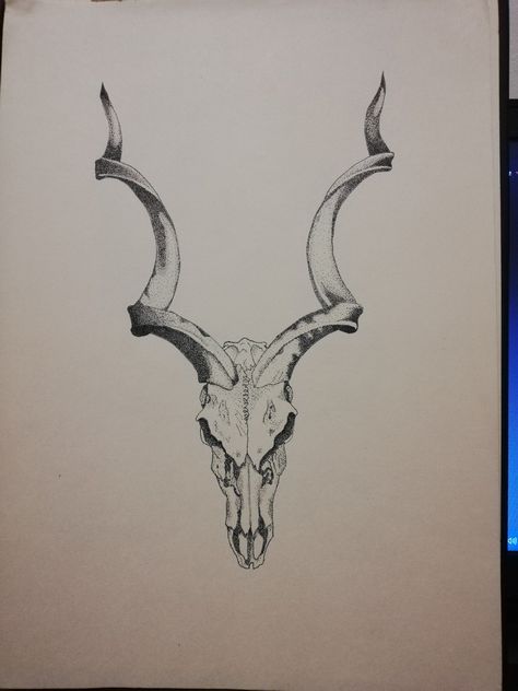 Skull Morph Tattoo, Kudu Skull Tattoo, Antelope Skull Tattoo, Skull With Horns Tattoo, Kudu Tattoo, Goat Skull Tattoo, Kudu Skull, Animal Skull Tattoo, Animal Skull Drawing