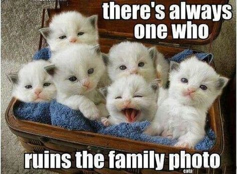 Box Of Kittens, White Cat Meme, Ragdoll Cats For Sale, Kitten Litter, Litter Of Kittens, Funny Cat Jokes, Cat Jokes, Dog Quotes Funny, Funny Animal Quotes