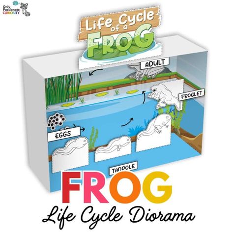 NEW FREEBIE:  Summer is a great time to study frogs and their life cycle. Build your own Frog Life Cycle diorama with these free printables and instructions.  GET THEM HERE >>> Life Cycle Diorama, Tadpole Life Cycle, Frog Life Cycle Craft, Plants Science, Frog Activities, Frog Life Cycle, 3d Diorama, Life Cycle Craft, Child Plan