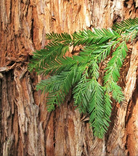 20 Day Challenge, Sequoia Sempervirens, Coast Redwood, Coastal Redwood, Beach Mural, Redwood Trees, Tattoo Board, The Redwoods, Evergreen State