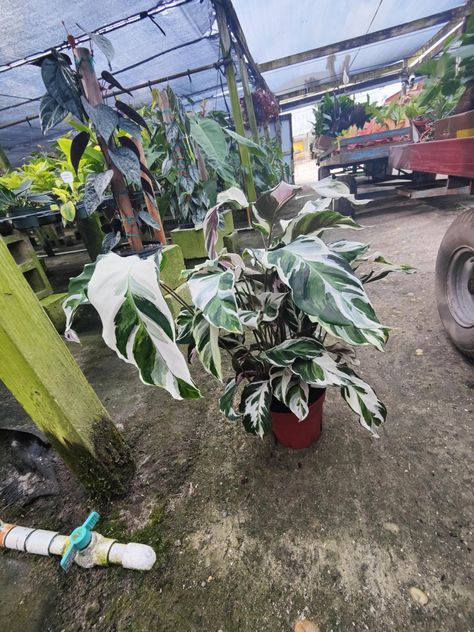 8” Calathea stella Calathea Stella, Plants