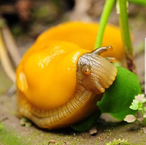 Animal Planet Toys, Banana Slug, Pet Snails, Molluscs, Cerámica Ideas, Sea Slug, Beautiful Bugs, Creepy Crawlies, Freshwater Aquarium