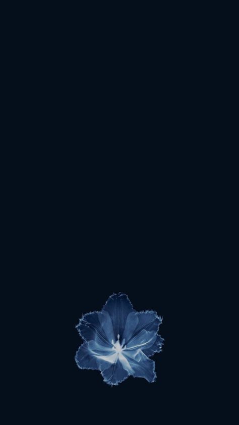 Blue Flower Wallpaper, We Bare Bears Wallpapers, Cute Blue Wallpaper, Navy Blue Flowers, Bling Wallpaper, Blue Wallpaper Iphone, Navy Flowers, Navy Wallpaper, Simple Phone Wallpapers