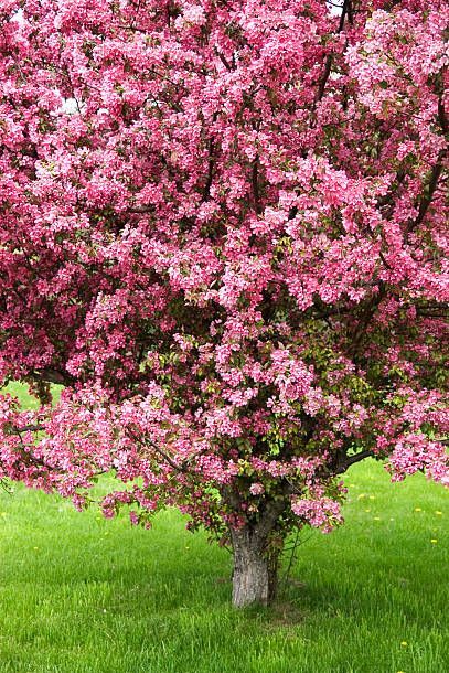 Fast Growing Flowers, Crab Apple Tree, Pink Flowering Trees, Trees For Front Yard, Backyard Trees, Landscaping Trees, Flowering Cherry Tree, Planting Trees, Pretty Trees