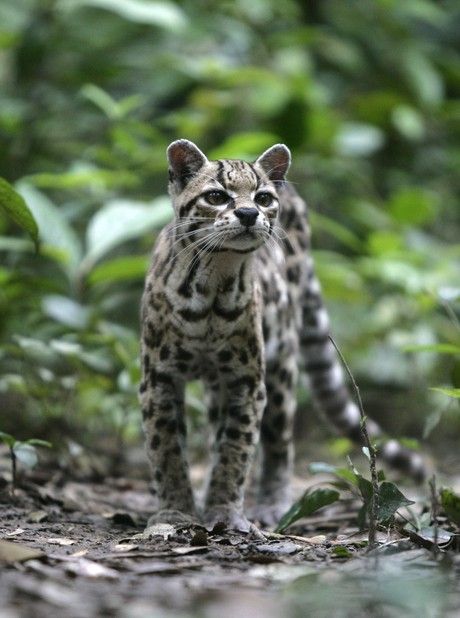 Margay Rescued From Forest Fire Margay Cat, Wild Cat Species, Small Wild Cats, Sand Cat, Spotted Cat, Rare Dogs, Cat Species, Jungle Cat, Wild Dogs