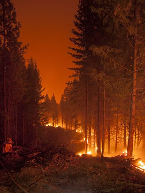 Klamath National Forest, Burning Forest, Wildland Fire, Wildland Firefighter, Fire Photography, Wild Fire, Fire Art, Forest Fire, National Forest