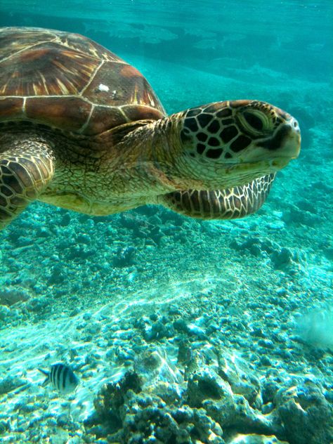 Swimming In The Ocean, Fauna Marina, Tortoise Turtle, Turtle Love, Green Turtle, Cute Turtles, A Turtle, Sea Turtles, Ocean Creatures