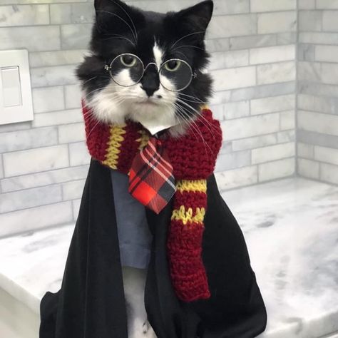 Costumes for cats Harry Potter Cat Costume, Cat Costumes For Cats, Cats In Costumes, Costumes For Cats, Harry Potter Cat, Retro Music Art, Cute Cat Costumes, Harry Potter Halloween Costumes, Cat Dressed Up