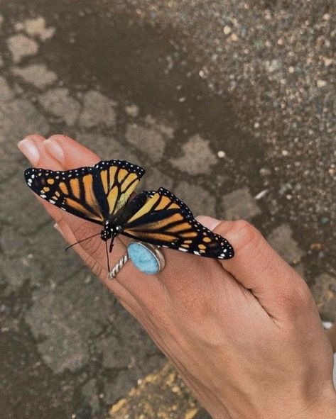 Butterfly Museum, Summer Dream, Pretty Pictures, Mother Nature, Picture Perfect, Little Things, Dream Life, Sleeve Tattoos, Aesthetic Pictures