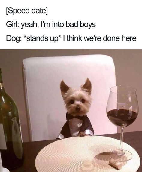 Humorous Pictures, Mr T, Funny Dog Memes, Smart Dog, Funny Dog Pictures, Boy Dog, Funny Animal Memes, Funny Animal Pictures, Dog Memes