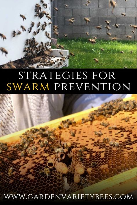 Beekeeping 101: Strategies to Prevent Hive Swarming – Garden Variety Bees Bee Farming Beekeeping, Backyard Bees, Wax Moth, Male Bee, Backyard Bee, Worker Bee, Bee Swarm, The Bees Knees, Bee Farm