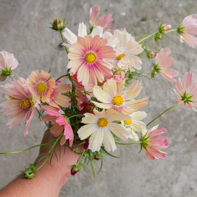 Growing Cut Flowers, Rose Fushia, Cosmos Flowers, Cut Flower Garden, Flower Therapy, Spring Bulbs, Beautiful Flower Arrangements, Seasonal Flowers, Flower Farm