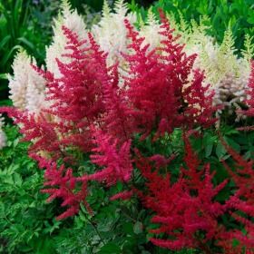 Astilbe Red Red Astilbe, Long Bloomers, Flowering Shade Plants, Best Plants For Shade, Coral Bells Heuchera, Backyard Renovation, Coral Bells, Shade Perennials, Landscape Edging