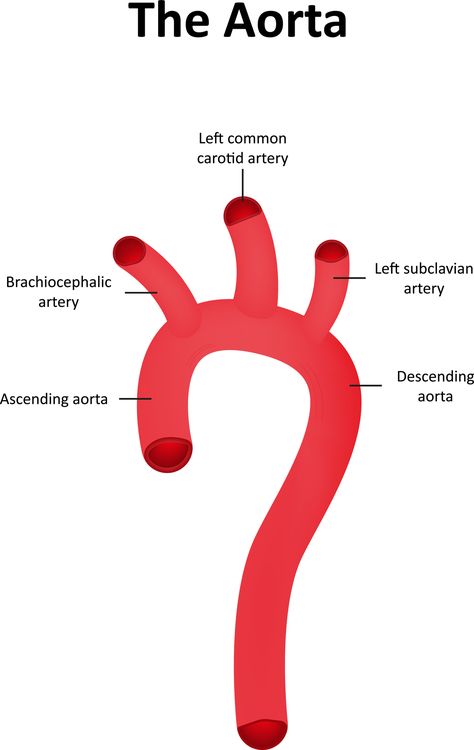 Your aorta, the main artery in your body, is as long as a garden hose! Lifepilllaboratoires.com. #TheLifePill #DrSparman #Aorta #HeartFacts #HeartHealth #HerbalHeartHealth Aorta Anatomy, Heart Facts, Carotid Artery, Anatomy And Physiology, Family Health, Heart Health, Garden Hose, School Stuff, Health Tips