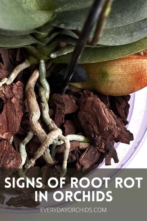 How To Spot Root Rot In Orchids - Everyday Orchids Orchid Leaves Turning Yellow, Orchid Pests, Orchid Propagation, Orchids In Water, Indoor Orchids, Orchid Plant Care, Orchid Roots, Orchid Leaves, Orchid Bark