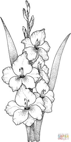 Gladiolus flower Gladiolas Drawing, Traceable Flowers Free Printable, Flower Drawing Inspiration, Flower Drawing With Color, Gladiolus Drawing, August Flower, Gladiolus Flower, Beautiful Flower Drawings, Flower Line Drawings