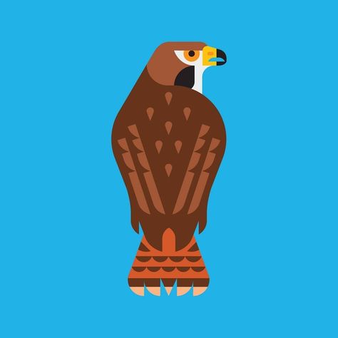 Elsa & Tyler Lang on Instagram: “Red-tailed Hawk mindset for the week. 💪🦅” Hawk Illustration, Hawk Drawing, Red Tailed Hawk, Bird Illustration, Custom Stickers, Birds, Drawings, Red, On Instagram