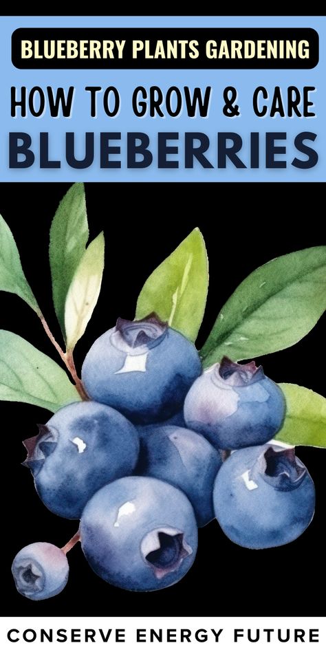 Ensure optimal growth for your blueberry garden bed by providing ample sunlight. In this guide, know how to take care of your blueberries plants.  Discover these blueberry plant gardening tips and ideas for your backyard. / blueberries growing, blueberries gardening, blueberries growing tips, blueberries grown in pots / Start your blueberry gardening journey today! / How to grow blueberry blueberries / bush companion. How to care for blueberries / How To Care For Blueberry Bushes, Planting Blueberries How To Grow, How To Plant Blueberry Bushes, Blueberry Plant Care, Blueberry Plants How To Grow, Blueberry Bushes Growing, How To Grow Blueberries, Blueberry Plants Gardening, Blueberries Garden