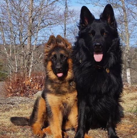 King German Shepherd, Big German Shepherd, Black German Shepherd Puppies, German Shepherd Husky Mix, German Shepherd Photos, German Shepherd Pictures, Black German Shepherd, Guard Dogs, Shepherd Puppies