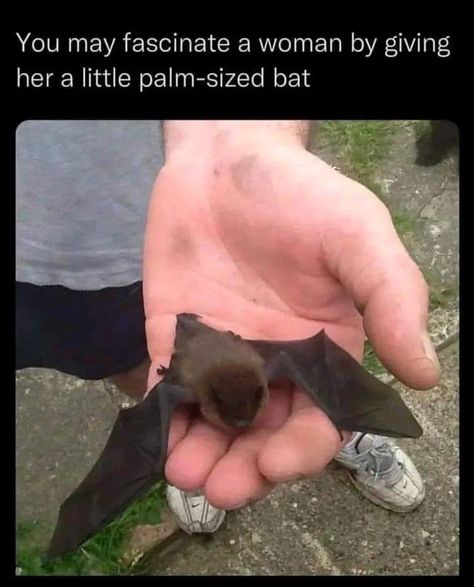 Cute Bat, Silly Animals, Cute Wild Animals, Funny Animal Memes, Cute Animal Photos, Cute Creatures, Animal Photo, Cute Little Animals, Animal Memes