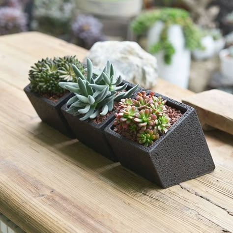 Cacti Houseplant, Cactus Indoor, Houseplant Decor, Tiny Pots, Concrete Desk, Ceramics Bowl, Pot Gantung, Kaktus Dan Sukulen, Pot Craft