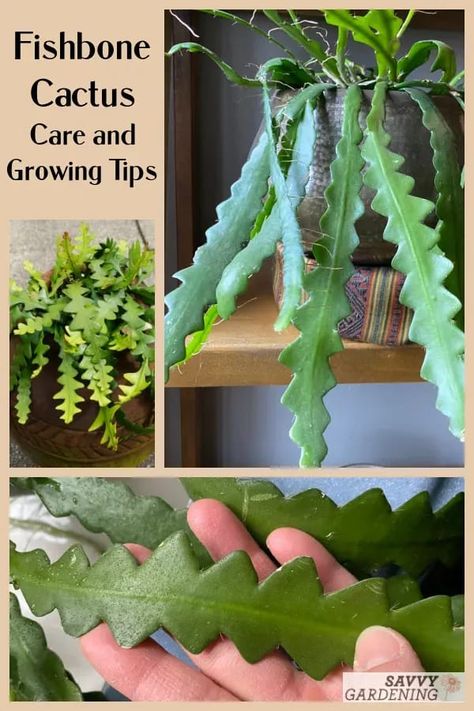 How to grow and care for a fishbone cactus plant Fish Bone Plant Care, Fish One Cactus, Fishbone Plant, Zig Zag Plant, Types Of Cactus Plants Names, Fishbone Cactus Propagation, Zig Zag Cactus, Ricrac Cactus, Types Of Cactus