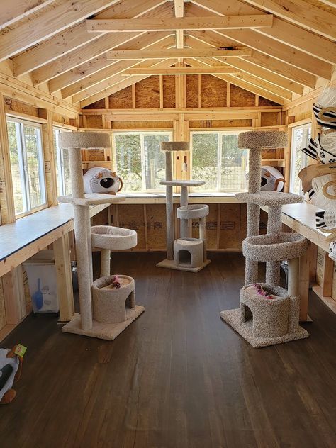 Cat Breeding Room, Outdoor Cat Shed, Cattery Ideas Cat Room Indoor, Cat Sanctuary Ideas, Cat Shed Ideas, Cat Sanctuary Ideas Indoor, Cat Room For Multiple Cats, Cat Cage Ideas, Cat Shed