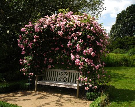 Victorian Rose Arbour ~ Classic Garden Elements UK Garden Gate Ideas, French Garden Design, Rose Garden Landscape, Rose Garden Design, Rose Arbor, Victorian Gardens, Garden Obelisk, Gate Ideas, Victorian Garden