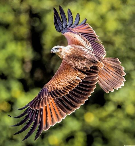 Red Tail Hawk Feathers, Award Event, Hawk Wings, Hawk Feathers, Red Hawk, Raptors Bird, Hawk Bird, Northern Canada, Birds Of Australia