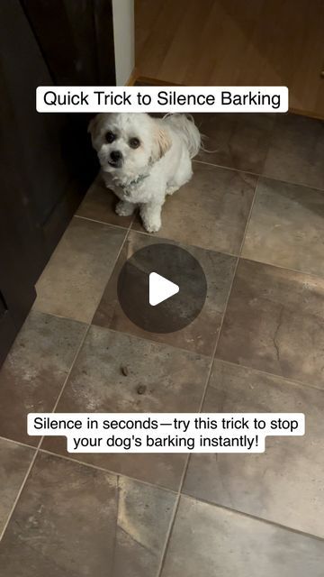 How To Train Your Dog | Dog Training Tips on Instagram: "Struggling with your dog’s incessant barking?   Here’s a surprisingly simple trick that can quiet them down in seconds:   The Surprise Sound. This method uses an unexpected noise to interrupt and refocus your dog.  🐾 How It Works:  Prepare a Noise Maker: Keep a can filled with pennies or a set of keys nearby when you anticipate barking. You could also use a loud clap of your hands or a whistle.  Execute at First Bark: The moment your dog starts barking, shake the can or make the clap noise sharply enough to startle them but not scare them. The unexpected noise should interrupt their barking.  Redirect and Reward: Immediately after they stop barking, redirect their attention to a more positive behavior, like sitting or looking at you Dog Noises, Stop Dog Barking, Noise Maker, Dog Tricks, Dog Haircuts, Dog Ideas, Train Your Dog, Dog Hacks, Noise Makers