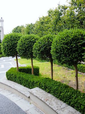 OPTION A: Box standards in box hedge Hedges Landscaping, Garden Pavers, Garden Hedges, Front Gardens, Topiary Garden, Driveway Landscaping, Backyard Plants, Front Garden Design, Garden Paving