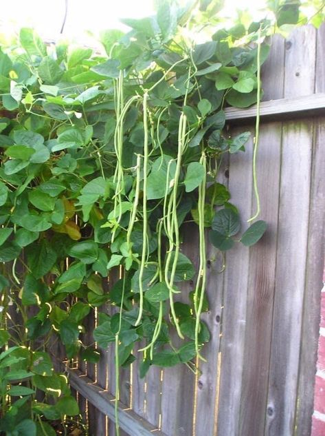 annual Chinese Long Bean harvest has begun! Is there an easier vegetable to grow? She collects the seeds from last year's harvest, plants in the spring, applies MicroLife Organic, Biological Fertilizer monthly, and gives them plenty of water. We always have hundreds of beans to give away. Get in line! Bean Growing For Kids, Growing Vanilla Beans In Greenhouse, Broad Beans Growing, Chinese Long Beans, Hyacinth Bean, Bean Varieties, Long Bean, Easy Vegetables To Grow, Backyard Garden Layout