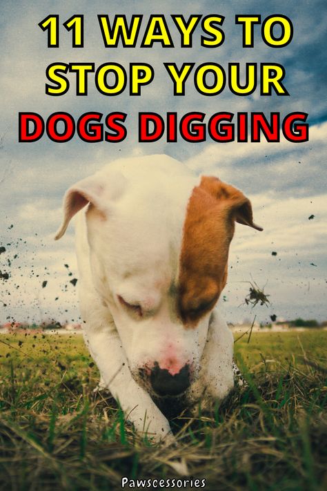 Backyard Ideas For Dogs That Dig, Stop Dog Digging Holes Yards, How To Stop A Dog From Digging, How To Keep A Dog From Digging, How To Keep Dogs From Digging, Stop Dog From Digging Holes In Yard, Dog Digging Holes Stop, How To Stop Dogs From Digging, Prevent Dogs From Digging