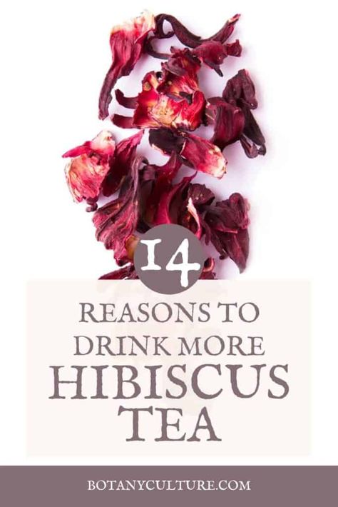 Hibiscus Medicinal Uses, Hibiscus Properties, Hibiscus Juice, Benefits Of Hibiscus Tea, Hibiscus Recipe, Benefits Of Hibiscus, Roselle Hibiscus, Hibiscus Tea Benefits, Healing Teas