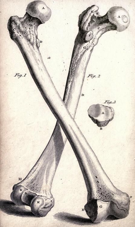 hueso - bone Anatomy Illustration, Anatomy Bones, Skull Reference, Bone Structure, Human Bones, Vintage Medical, Medical Art, A Frog, Anatomy Drawing