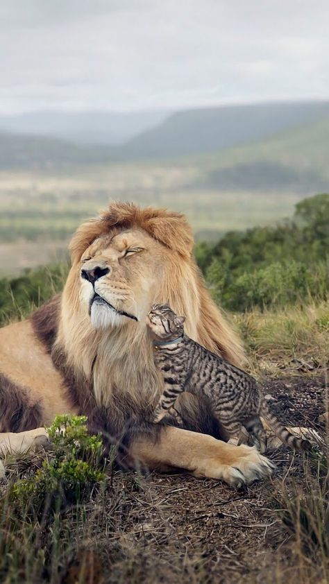 Lion Cat, رورونوا زورو, Cat Hug, Cute Cat Gif, Small Cat, A Lion, Animal Planet, Beautiful Cats, 귀여운 동물