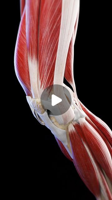 Knee Muscles Anatomy, Movement Animation, Dynamic Anatomy, Anatomy Of The Knee, Knee Ligaments, Muscle Movement, 3d Anatomy, Medical Videos, Muscle Anatomy