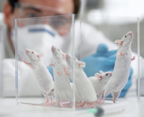 Scientists Split As Genetics Lab Scales Down Animal Tests...  http://flip.it/ev-00a Bio Student, Genetic Modification, Stop Animal Testing, Human Lungs, Student Aesthetic, Oprahs Book Club, Art Theme, Types Of Cancers, Medical Research