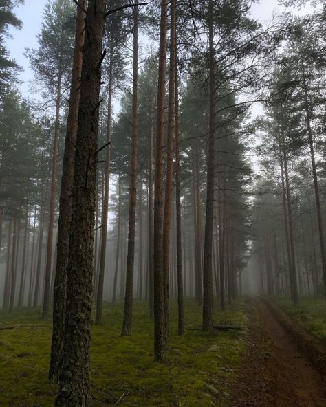 Dark Naturalism, Dark Forest Aesthetic, Not Aesthetic, Farm Lifestyle, Foggy Forest, Mystical Forest, Forest Path, Fantasy Forest, Pretty Landscapes