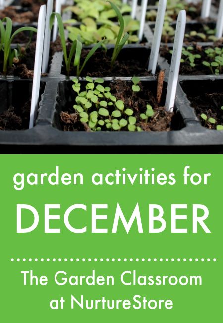 Garden activities for December :: The Garden Classroom - NurtureStore Winter Garden Activities, Garden Club Program Ideas, Garden Club Activities, Gardening Activities For Kids, Activities For December, Gardening Kids Activities, Classroom Garden, Garden Classroom, Winter Lesson Plan