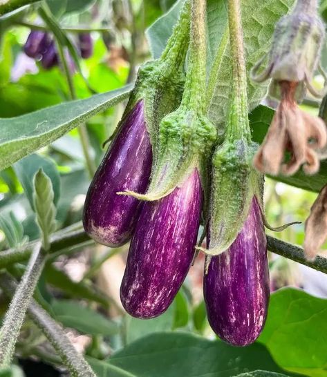 Here at MLBRUN we discuss incredible informations about plants, pets, food, and nutrition. Eggplant Companion Plants, Pets Food, Food And Nutrition, About Plants, Companion Plants, Plant Information, Companion Planting, Ecosystem, Pest Control