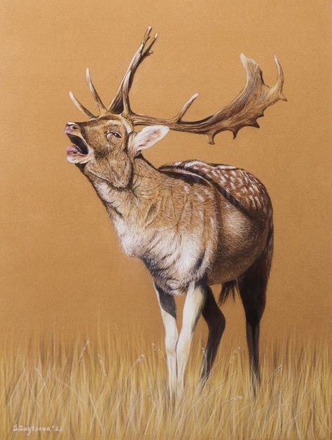 Original Animal Drawing by Svetlana Zaytseva | Realism Art on Paper | The Deer Deer Artwork, Deer Drawing, Fallow Deer, Drawing Charcoal, Animal Drawing, Toned Paper, Realism Art, Art On Paper, Mountain Man