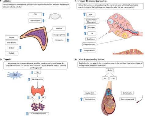 Endocrine System Activities High School, Exocrine System, Endocrine System Activities, Human Endocrine System, Follicle Stimulating Hormone, High School Activities, Teaching Methodology, Female Reproductive System, Active Learning