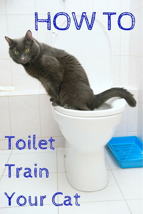 Litter Box Smell, Raising Kittens, Cat Toilet Training, Cutee Animals, Dog Potty Training, Potty Train, Dog Potty, Potty Training Tips, Cat Toilet