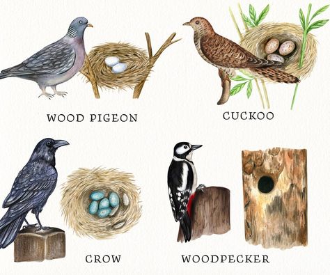 Birds And Their Nests, Indian Birds, Birds Png, Painted Birds, Watercolor Birds, Watercolor Bird, Birds Painting, Digital Clip Art, Bird House