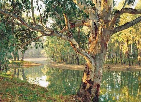 Murray River country - southeastern Australia. River Boat cruises, wine country, house boats. Beautiful Australia Landscape, Australian Trees, Australian Painting, Murray River, Australia History, Outback Australia, Homework Help, Photo Tree, Help Kids