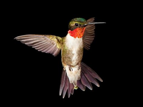 Beautiful high contrast male ruby throat humming bird Ruby Throat Hummingbird, Ruby Throated Hummingbird Photography, Male Hummingbirds, Ruby Hummingbird, Red Throated Hummingbird, Canadian Birds, Hummingbird Painting Acrylic, Hummingbird Flying, Hummingbird Wings